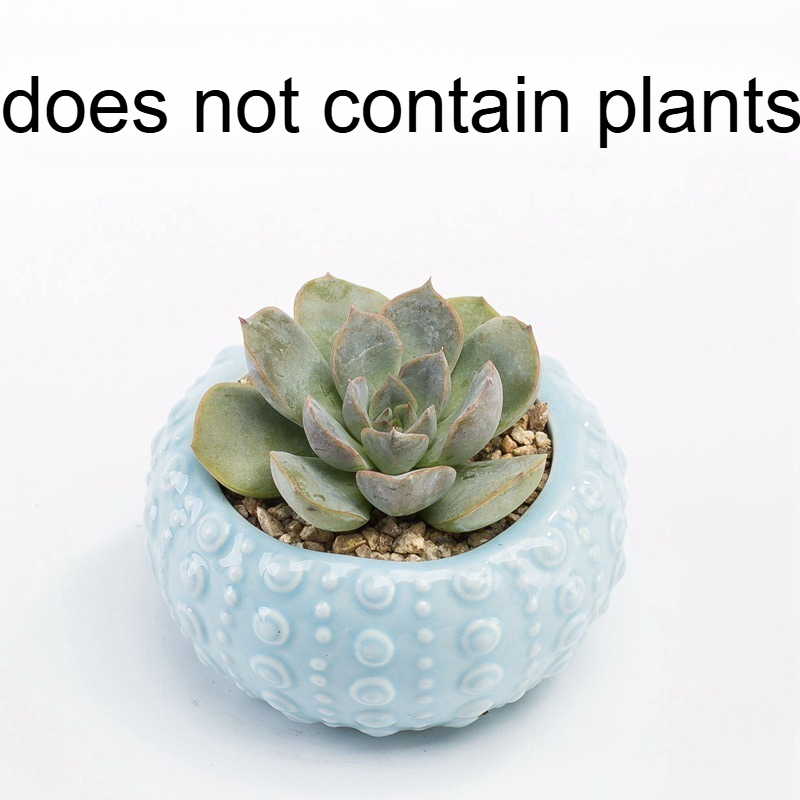 Vaso per piante succulente a f - Snake Plant Ceramic recensione e prezzo